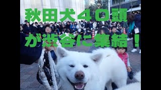 秋田犬の渋谷散歩