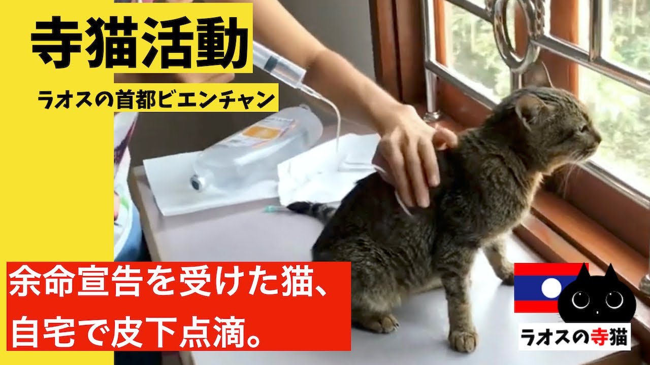 余命宣告を受けた猫 自宅で皮下点滴 Youtube