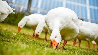 At Benbole solar farm in Cornwall, geese roam freely in between the solar panels foraging for food, taking shelter and enjoying their 