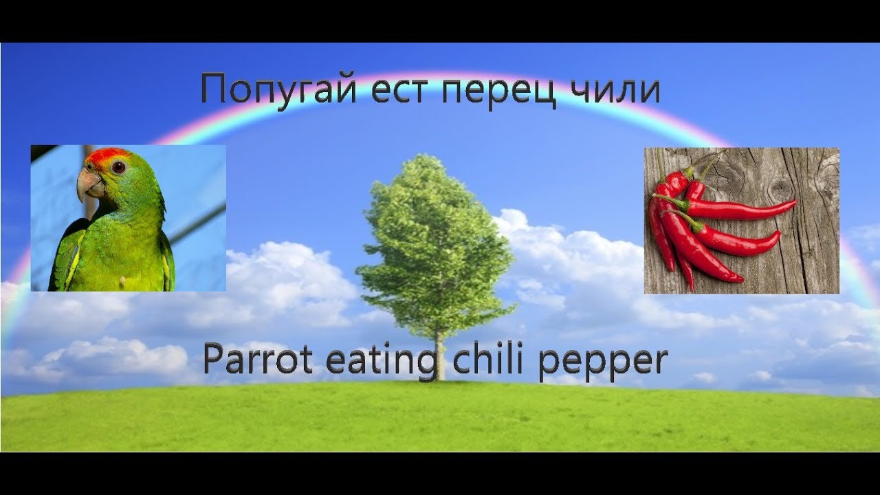 Перец попугаям можно. Попугай перчик. Перчик Чили попугаю. Перец сорт попугай. Попугай ест перец Чили.