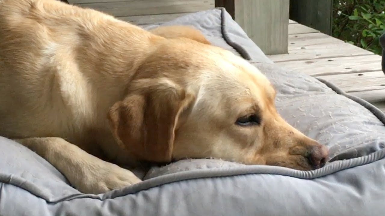 Stella Can't Get Comfortable - Island Edition puppy paradise
