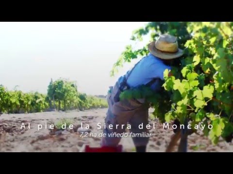 Cómo hacer vino de manera sostenible - Pagos del Moncayo