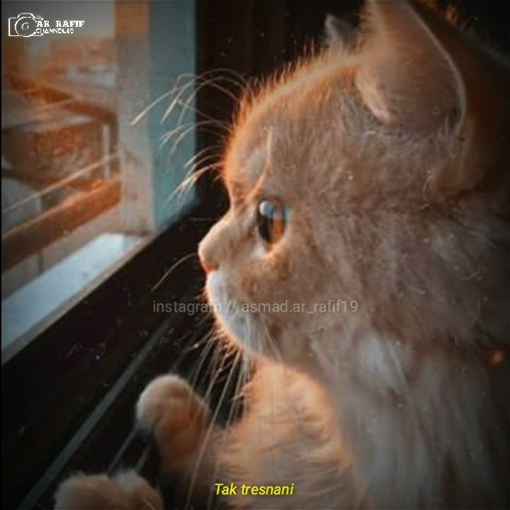 STORY WA || TENANONO-Denny Caknan