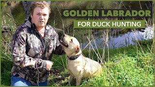 Meet Roxy: Christian's Beloved Hunting Companion | A Golden Labrador's Role in Duck Hunting by CHASA - Conservation And Hunting Alliance of SA 96 views 9 months ago 58 seconds