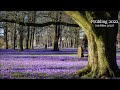 Krokusblüte im Husumer Schlosspark - Frühling 2022.