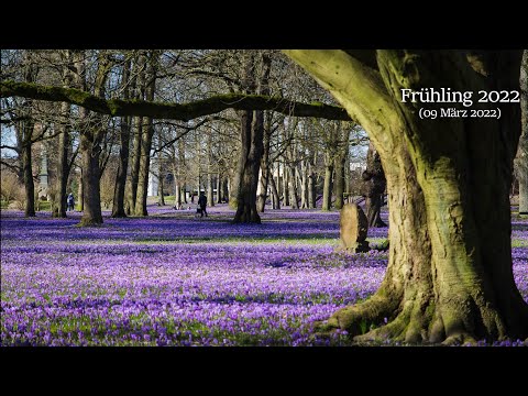 Video: Krokusblüte - Pflanzen und Pflege im Freiland