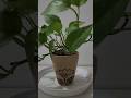 shallow pot plant growing benefits #shortfeed #garden #youtubeshorts #indoorplants