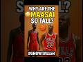 Why Are The Masai So Tall Growtaller Height Giants Looksmaxxing Why Are The Masai So Tall Growtaller Height Giants Looksmaxxing