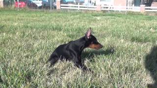 Young Black Male Doberman cropped ears by familydobes 5,886 views 8 years ago 4 minutes, 30 seconds