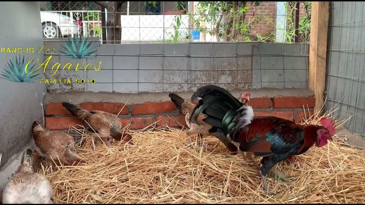LOTE DE GALLO HATCH con gallinas GIRO ASEEL YouTube