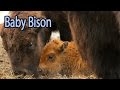 Baby Bison