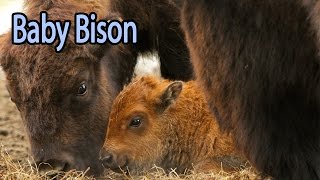 Baby Bison by All About Animals 1,788 views 8 years ago 1 minute, 24 seconds