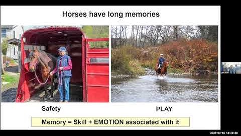 Spring Tune-up Training for Horses