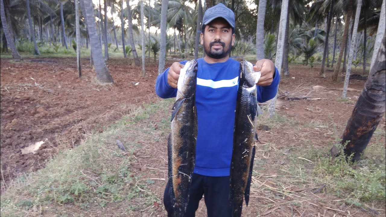 snakehead fish hunting||marral fishing|| karnatakafishhunters...