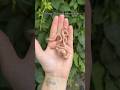 Hatchling Albino African House Snakes