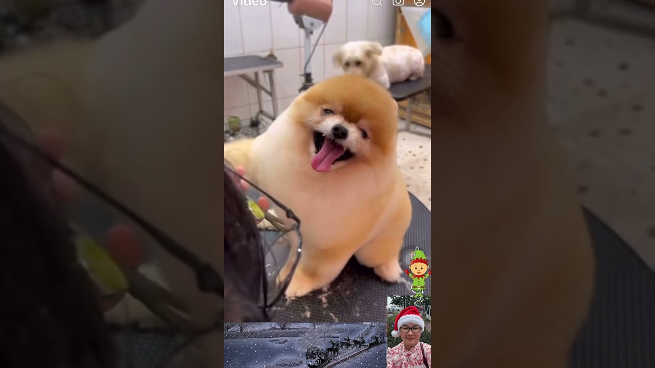 Chú Chó Cười Vì Thấy Mình Đẹp