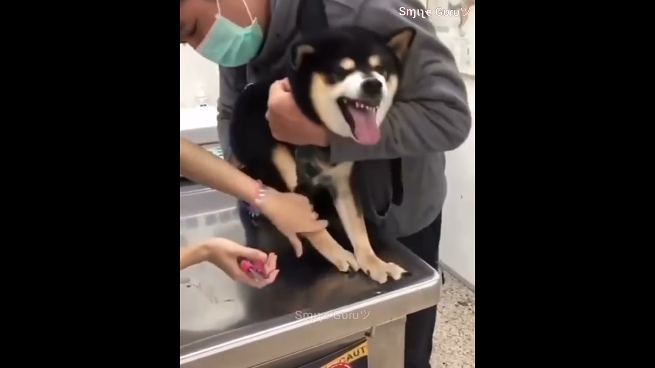 Funny Dog After Cutting Dog Nail Tik tok dogs Funny dogs videos