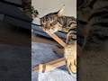 Guess who is on the glass table? 😻💤😻 #cat #asmr #cute