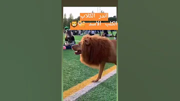 هجين الكلب الأسد 