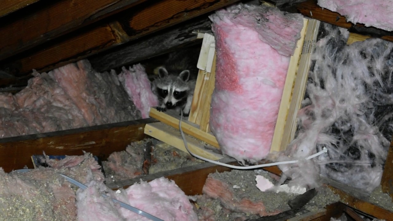 Raccoon in the Attic YouTube