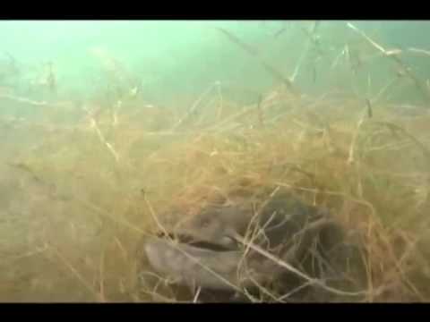 Video: Catfish. opće informacije