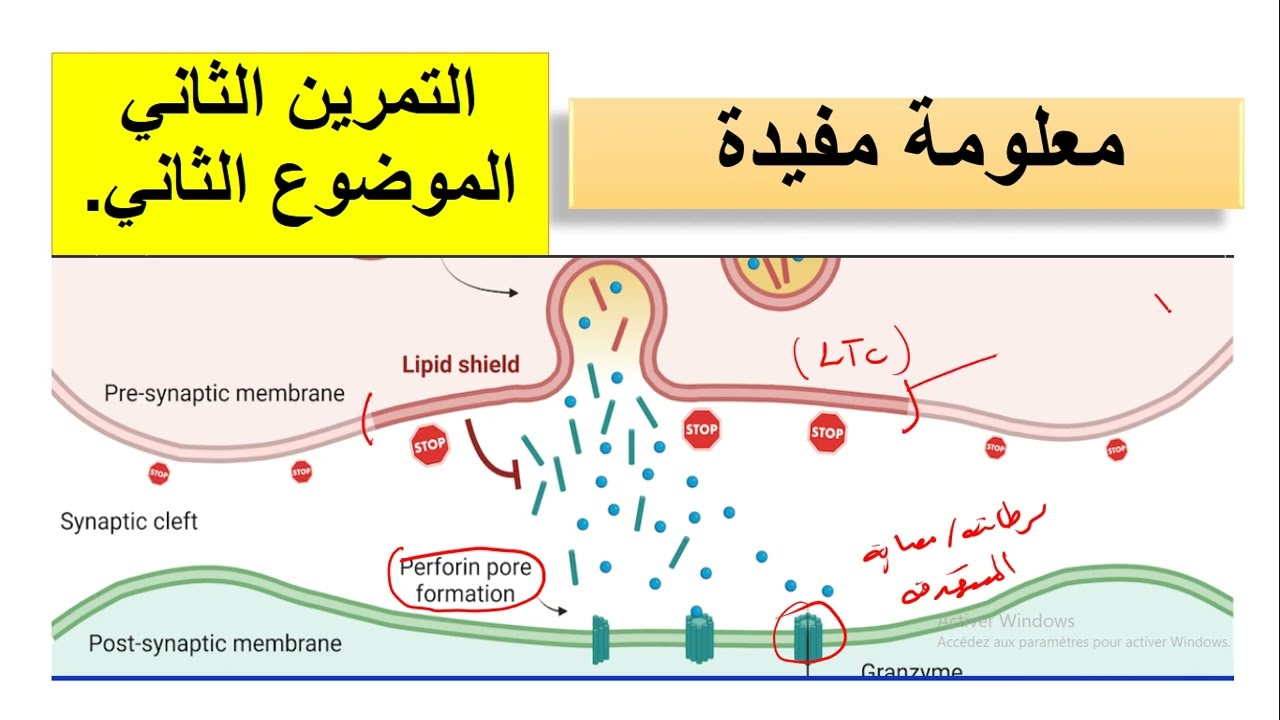 الرد المناعي الخلوي = معلومة مفيدة حول مقاومة الخلايا السرطانية للبرفورين