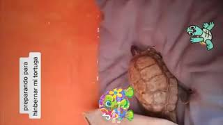 hibernacion en tortugas