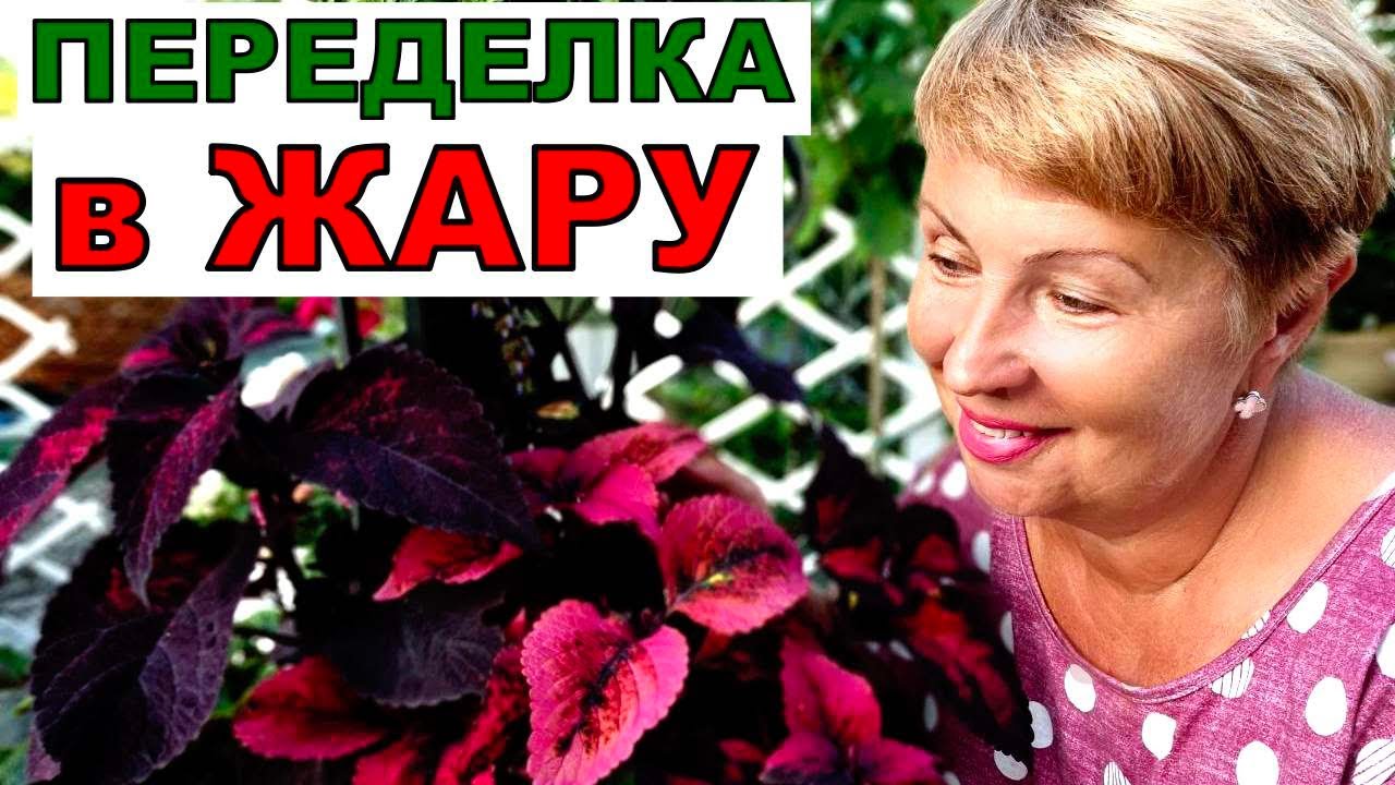 Они полностью испортили клумбу. Я восстановила в экстремальных условиях. Колеусы в саду