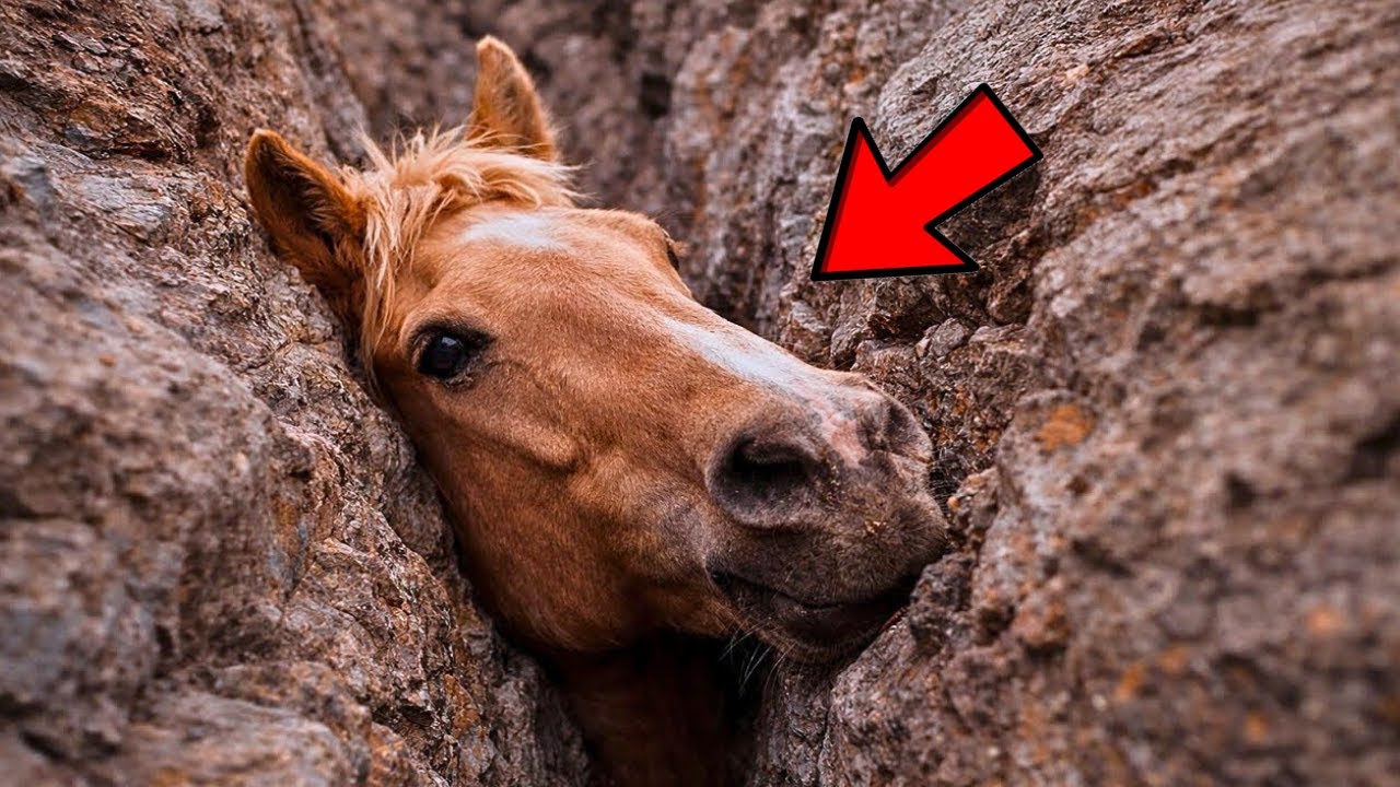 Le cheval pleurait et implorait de l’aide. Vous n’allez pas croire qui l’a sauvé !
