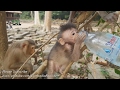 Life of monkeys Ep122, Heather eating water, baby monkey eating water, h...