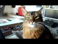 Muffin - The Somali Cat - Muffin likes  to fetch - Katze apportiert - Retrieves Cat