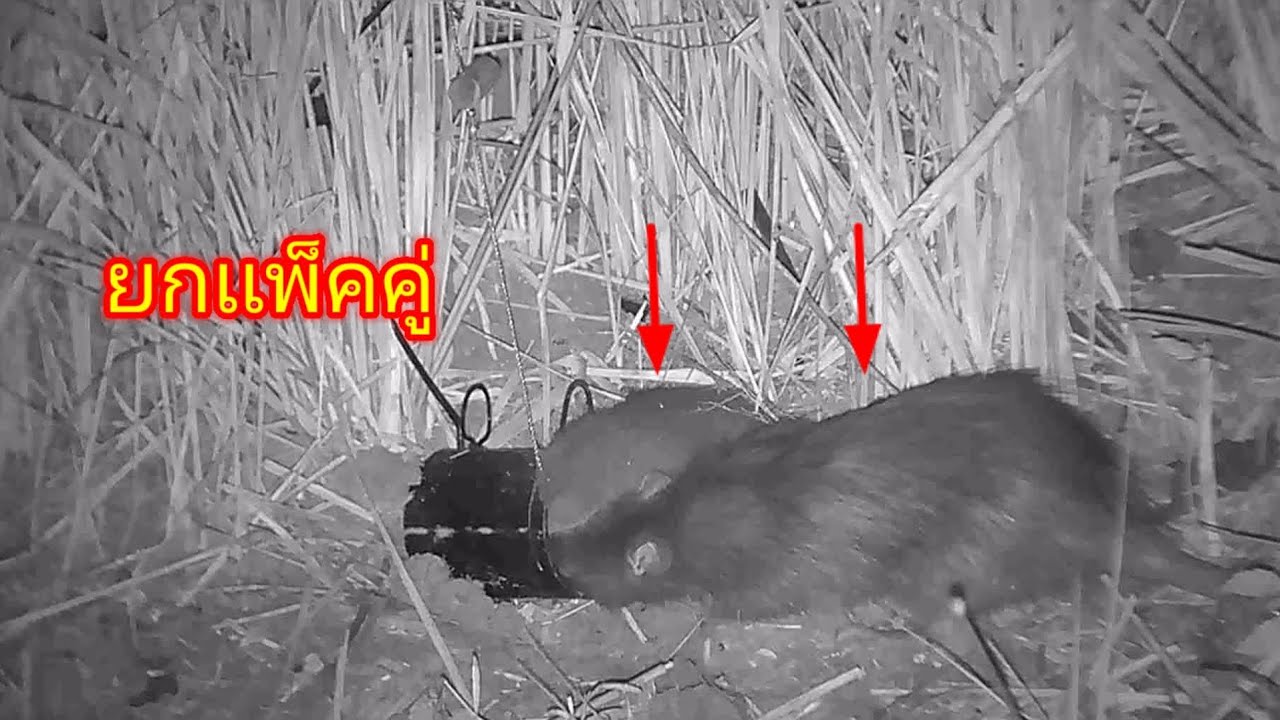 เข้าเเพ๊คคู่!!! กรงกระจาย🤣🤣🤣