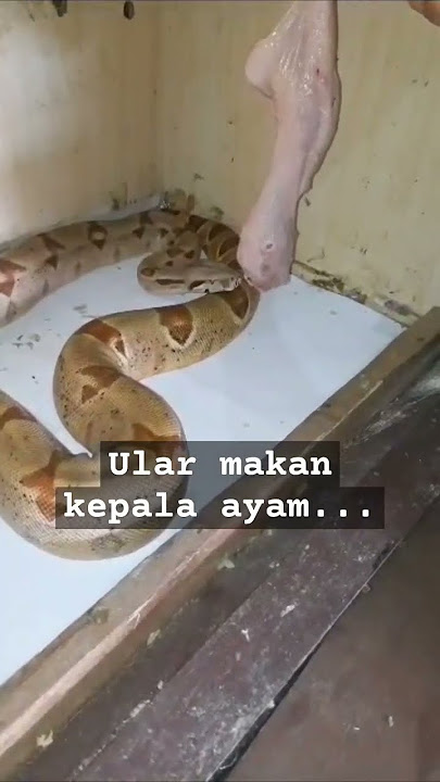 ular makan ayam#ular #reptiles #animals #animalsworld #ayam