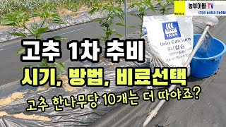 고추 추비 비료 선택 시 고려할 사항과 추비 시기, 방법. 고추 한나무에 10개씩 더 따봅시다.