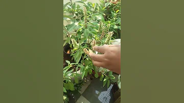 First Time Collecting Sabja Seeds 