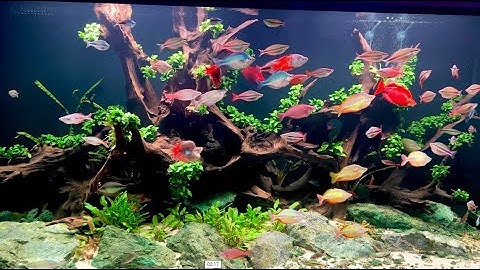 Rainbow Fish Tank VN - Hồ Cá Cầu Vồng Layout Lũa Siêu Đẹp
