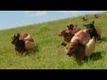 Heinz ketchup  2016  hot dog commercial  the  wiener stampede