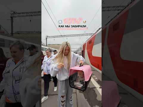 ПОПОЛНЕНИЕ В НАШЕЙ СЕМЬЕ! #влог #отношения #жизнь #shorts #собака