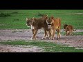 Lions with Cubs Masai Mara