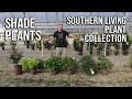 🌲Shade Plants from the Southern Living Plant Collection🏡