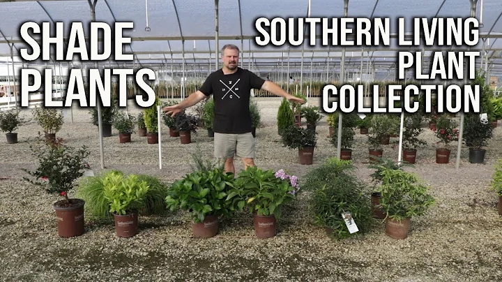 Shade Plants from the Southern Living Plant Collec...