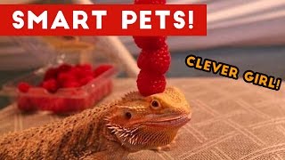 Funniest Smart Pets and Animal Tricks of 2017 Compilation | Funny Pet Videos