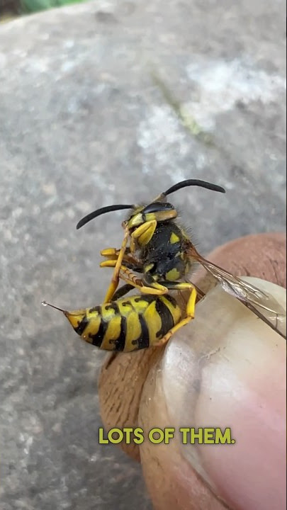 How to make a homemade wasp trap easy and almost free !!