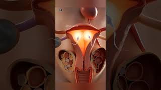 Twins Fertilization in 3D Animation Cellular Journey of New Life #biology #fertilization #shortvideo