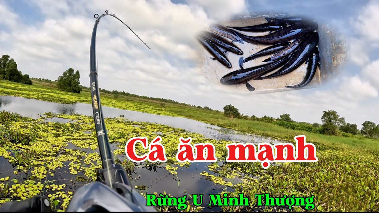 Ngày ít gió cá ăn liên tục// Câu cá lóc rừng U Minh Thượng #huukhuynhkiengiang (tập 187)