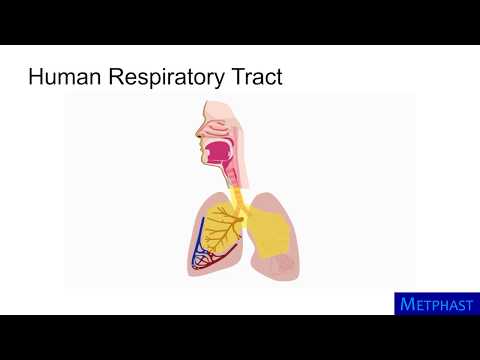 Particle Deposition in Respiratory Tract