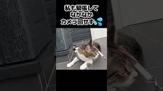 おちびくん初めてのお外記念日✨#猫動画 #猫 #cat #cats #catvideos #保護猫 #猫と暮らす #kitten #ねこ #ペット #shortsvideo #shorts