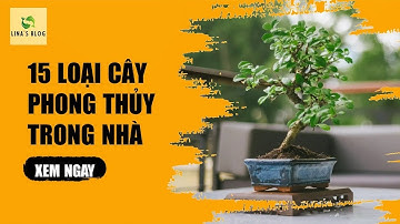 TOP 15 LOẠI CÂY PHONG THỦY TRONG NHÀ MANG LẠI TÀI LỘC, MAY MẮN