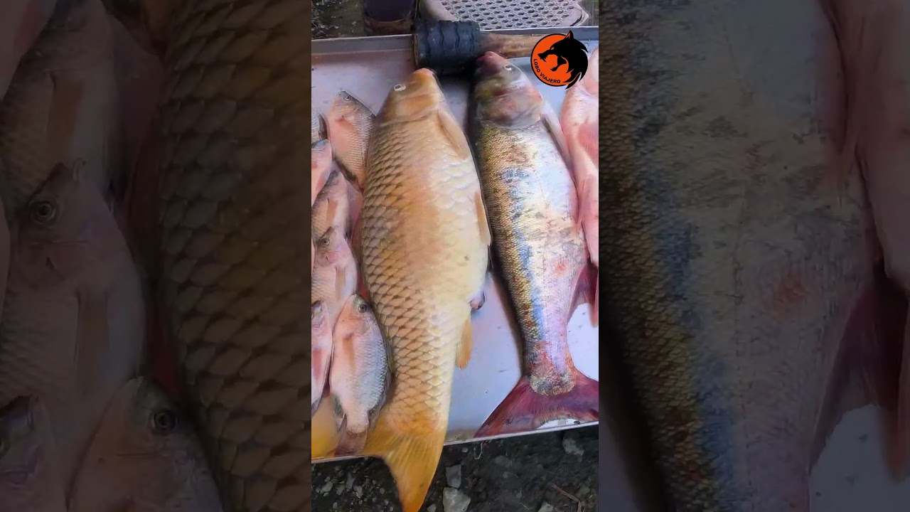 Calamba Baywalk Ride's