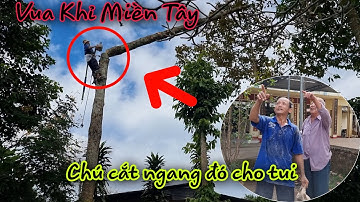 Vua Khỉ Miền Tây cưa Cây Dầu Trong Đình cạnh đường gây xe lữa.